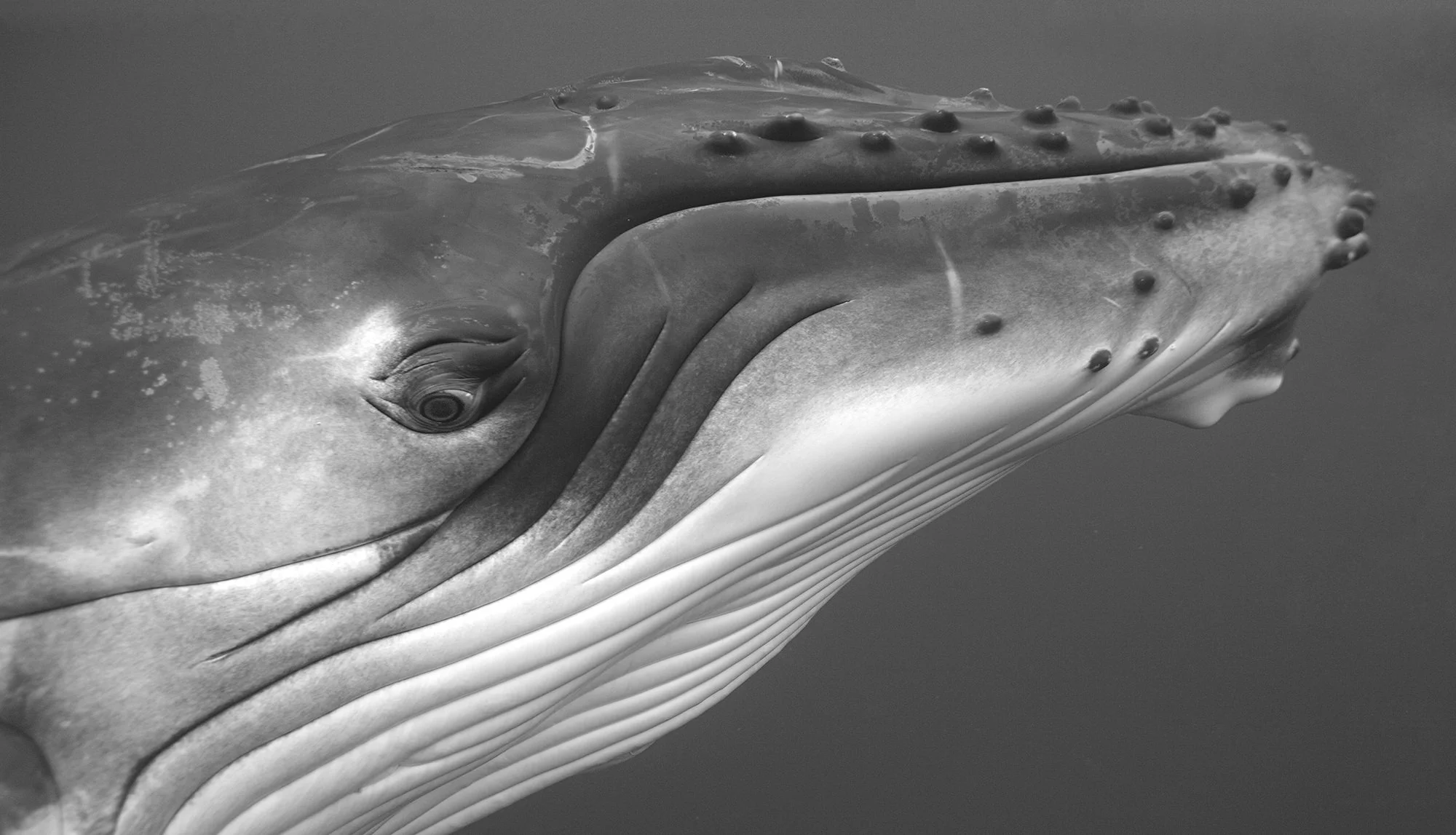 Beautiful Whale Collection — Bryant Austin